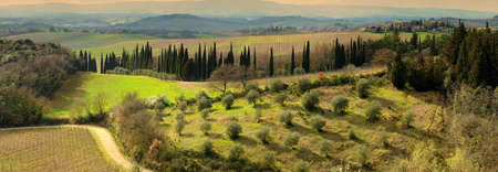 Beautiful Tuscan landscape with olive trees and cypress near Castellina in Chianti, Siena. Italy.の写真素材