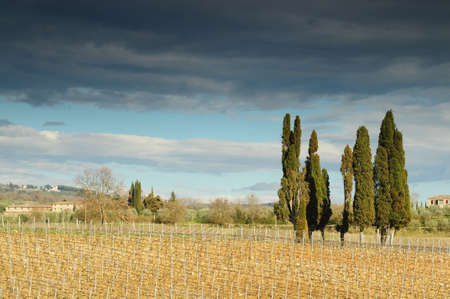 Vineyards and Cypress in the Tuscany Countryside near Siena, Italy.の写真素材
