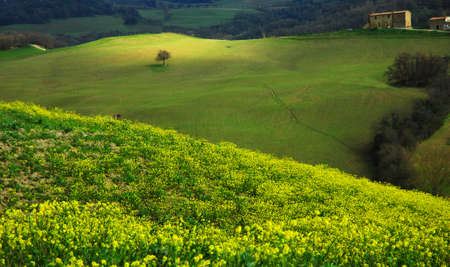 Field of rape near Siena, Tuscany
