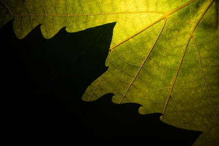 Close up of green sycamore leaves. background.の写真素材