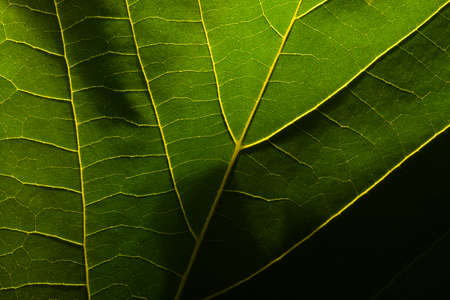 Close up of green sycamore leaves. background.