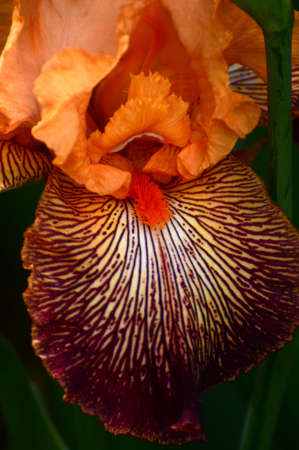 Close up of Iris flowers in bloom in a garden.の写真素材