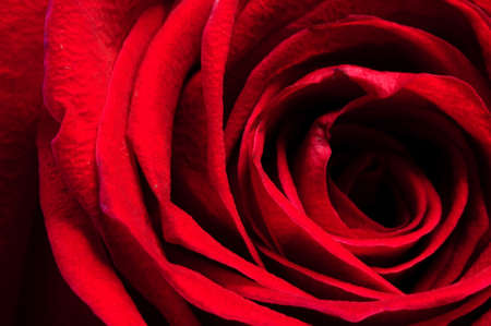 Close Up of Red Rose. background.の写真素材