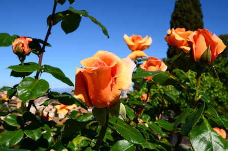 Beautiful Roses in a famous garden near Piazzale Michelangelo in florence, Italy. Flowers background.の写真素材