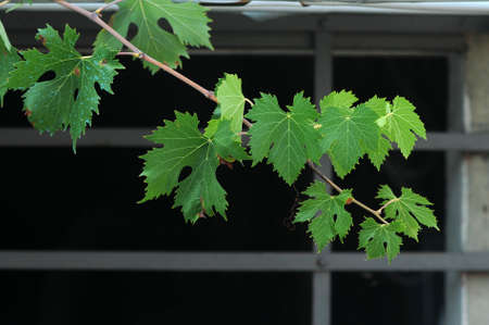 green vine leaves