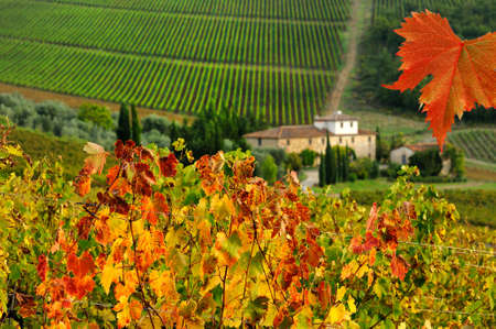 Beautiful view of the Vineyard in Tuscany during Autumnal season. italyの写真素材
