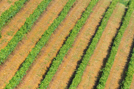 Beautiful rows of vineyards in the Chianti region. Tuscany, Italy.