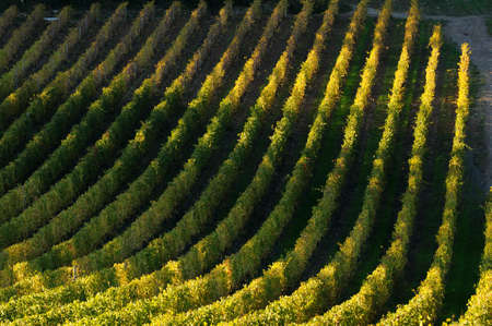 Rows of Vineyards in Tuscany. Chianti region near Florence, Italy.の写真素材