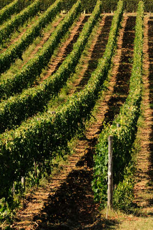 rows of vineyards