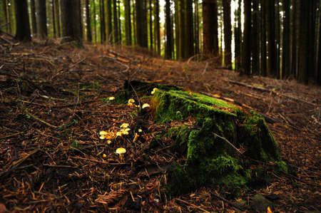 Arrayの写真素材