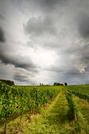 Green vineyard and cloudy sky in Tuscany. Italy.の写真素材