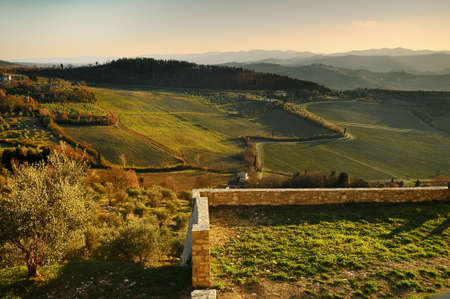 Typical Tuscan Countryside with vineyards on background. Italy.の写真素材