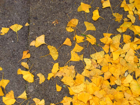 autumn season yellow leaves of ginkgo biloba on the ground