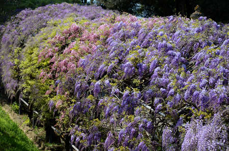Beautiful purple blooming wisteria at bardini garden in Florence, Italy.の写真素材