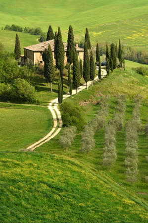 Italy, Pienza - April 24 2018: Beautiful Tuscan landscape with green hills at Podere Belvedere near Pienza during spring season with yellow flowers, olive trees and cypress. italyのeditorial素材