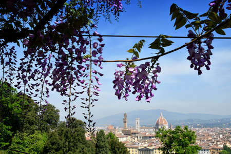 Cathedral of Saint Mary of the Flower in Florence, as seen from Bardini Garden with beautiful wisteria in bloom. Florence, Italy.の写真素材