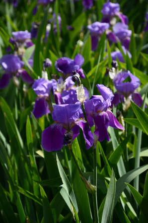 beautiful purple blossoming iris in a garden during springtime.