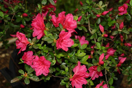 Azalea pink flowersの写真素材