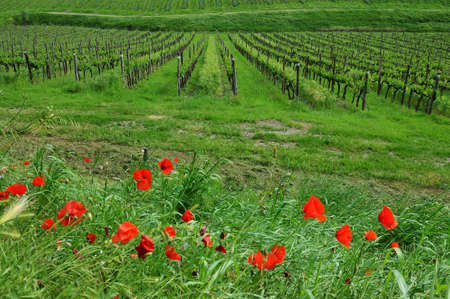 Springtime in Chianti. Red poppies and beautiful vineyards on the background in Tuscany. Italy.の写真素材