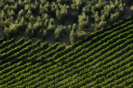 rows of green vineyards with olive trees in Chianti region during summer season. Tuscany, Italy.の写真素材