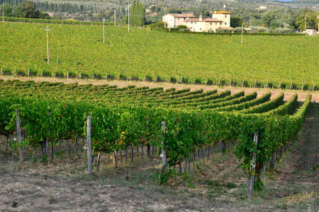 Florence, 16 September 2018: Beautiful green vineyards in Chianti region near San Donato village with farmhouses. Tuscany, in Italy.のeditorial素材