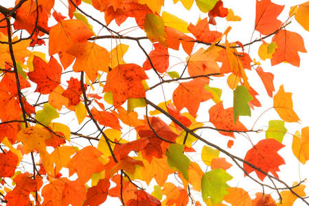 autumn colored leaves isolated on white background