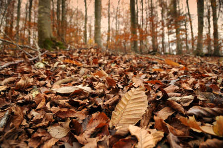 Dried chestnuts trees in autumn seasonの写真素材