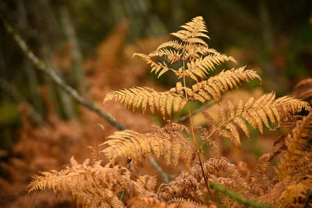 dry ferns in a forestの写真素材