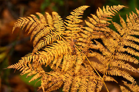 dry ferns in a forestの写真素材