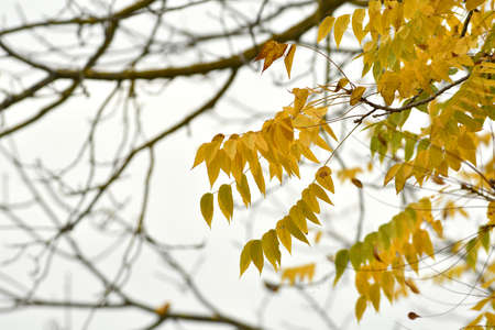 yellow leaves on a tree during fall season.