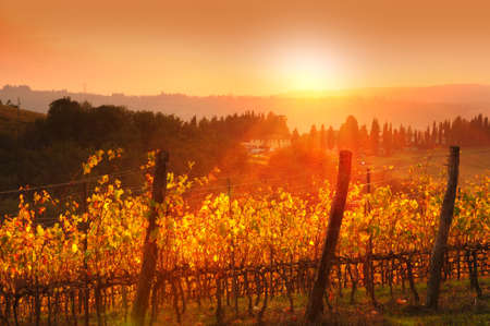The sun at sunset on the beautiful yellow rows of vineyards in Tuscany. Chianti region in Italyの写真素材