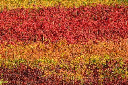 beautiful red and yellow rows of vineyards in Chianti region during autumn season. Tuscany, Italy.の写真素材