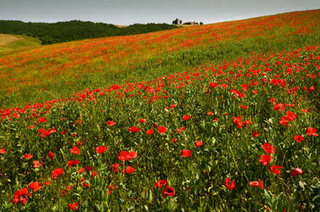 Pienza, Tuscany - June, 2019: Cappella Di Vitaleta or Vitaleta Chapel near Pienza in Tuscany. Beautiful field of red poppies and the famous Chapel on background. Siena, Italy.のeditorial素材