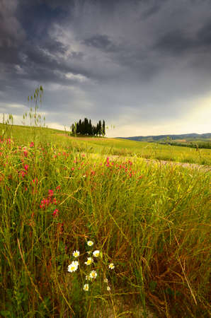 Val d'Orcia, Italy- June, 2019: Cypress trees near San Quirico d'Orcia with beautiful flowers in foreground and cloudy sky, Italy.のeditorial素材