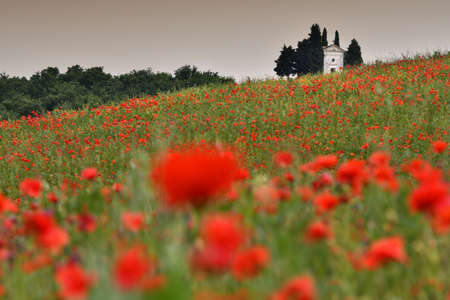 Pienza, Tuscany - June, 2019: Cappella Di Vitaleta or Vitaleta Chapel near Pienza in Tuscany. Beautiful field of red poppies and the famous Chapel on background. Siena, Italy.のeditorial素材