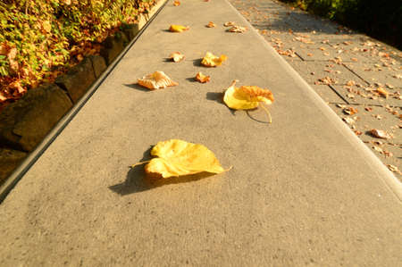 Yellow leaves on the ground in the fall seasonの写真素材