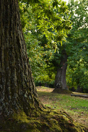 Chestnut forest in Tuscany in autumn season before harvest. Italy.の写真素材