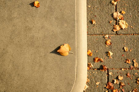 Yellow leaves on the ground in the fall seasonの写真素材