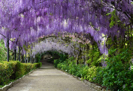 Beautiful purple wisteria in bloom. blooming wisteria tunnel in a garden near Piazzale Michelangelo in Florence, Italy.の写真素材
