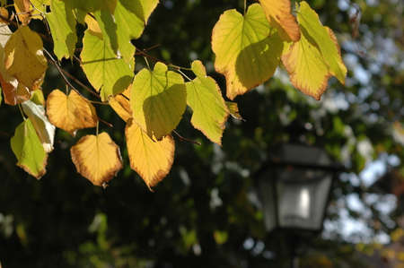 Street Lamp in Florence with Yellow Leaves on Background, Autumn Season, Italyの写真素材
