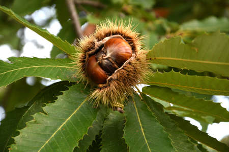 Close up of a chestnut tree in Tuscany. Italy.の写真素材