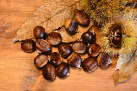 Closeup of chestnuts and curly on wooden background with chesnut tree leaves. Raw chestnuts for Christmas. Autumn backgroundの写真素材