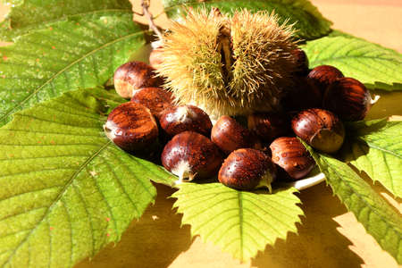 Closeup on chestnuts and curly with green leaves. Raw chestnuts for Christmas.の写真素材