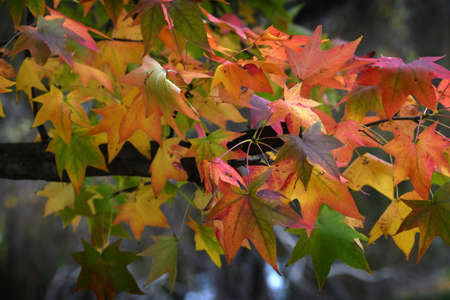 Beautiful yellow and red maple leaves in fall season. Autumn leaves dyed in beautiful colors.