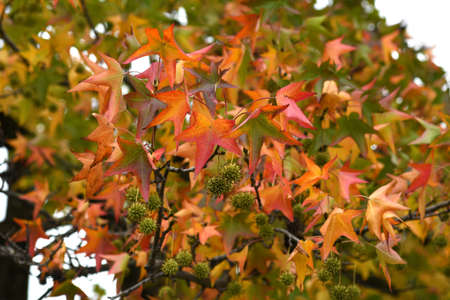 Beautiful yellow and red maple leaves in fall season. Autumn leaves dyed in beautiful colors.の写真素材