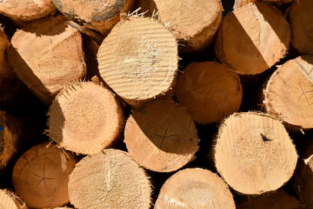 detail of trunks cut in a sawmill near Brunico (BZ), Val Pusteria, South Tyrol. italy