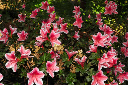 Pink Azalea in Bloom in a garden in Florence, Italy.の写真素材