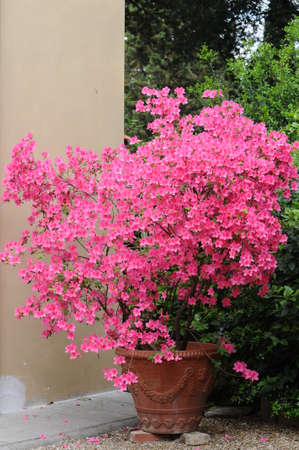 Beautiful Pink Azalea in Bloom in a garden in Florence, Italy.の写真素材