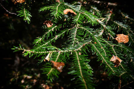Detail of autumn, background, beautiful, blue, botany, branch, bright, bush, christmas, christmas...
