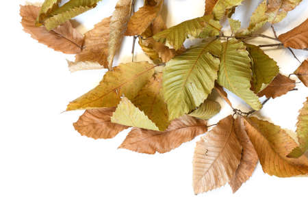 dry leaves of chestnut tree isolated on white.